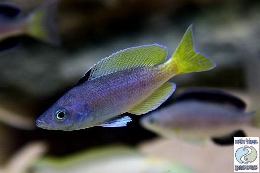 Cyprichromis sp. 'leptosoma jumbo' Kipili
